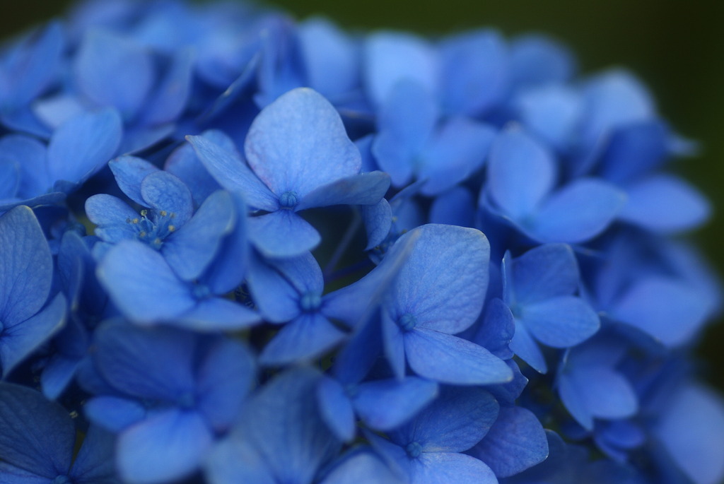 紫陽花 4