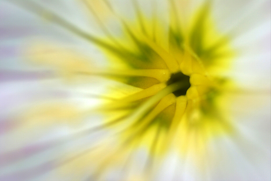 Yellow - Black Hole