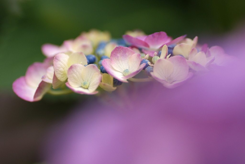 紫陽花 1