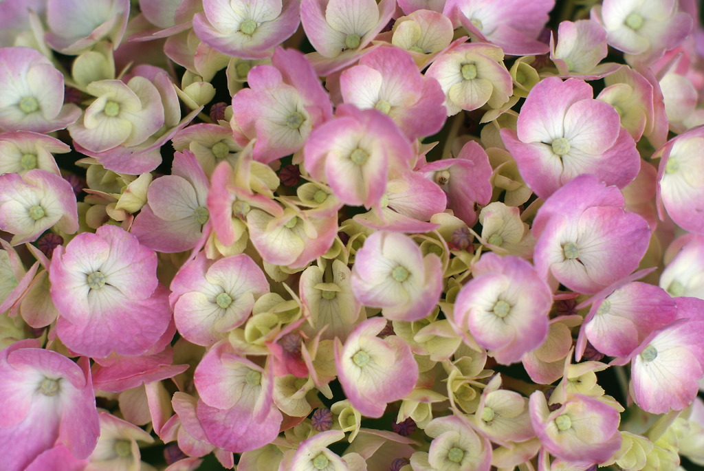 紫陽花 8