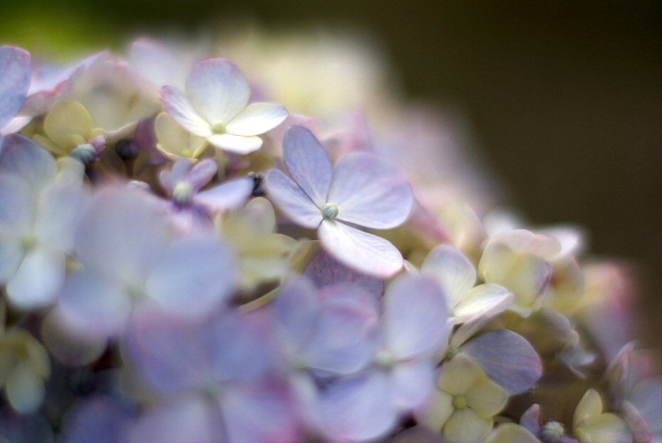 紫陽花 3
