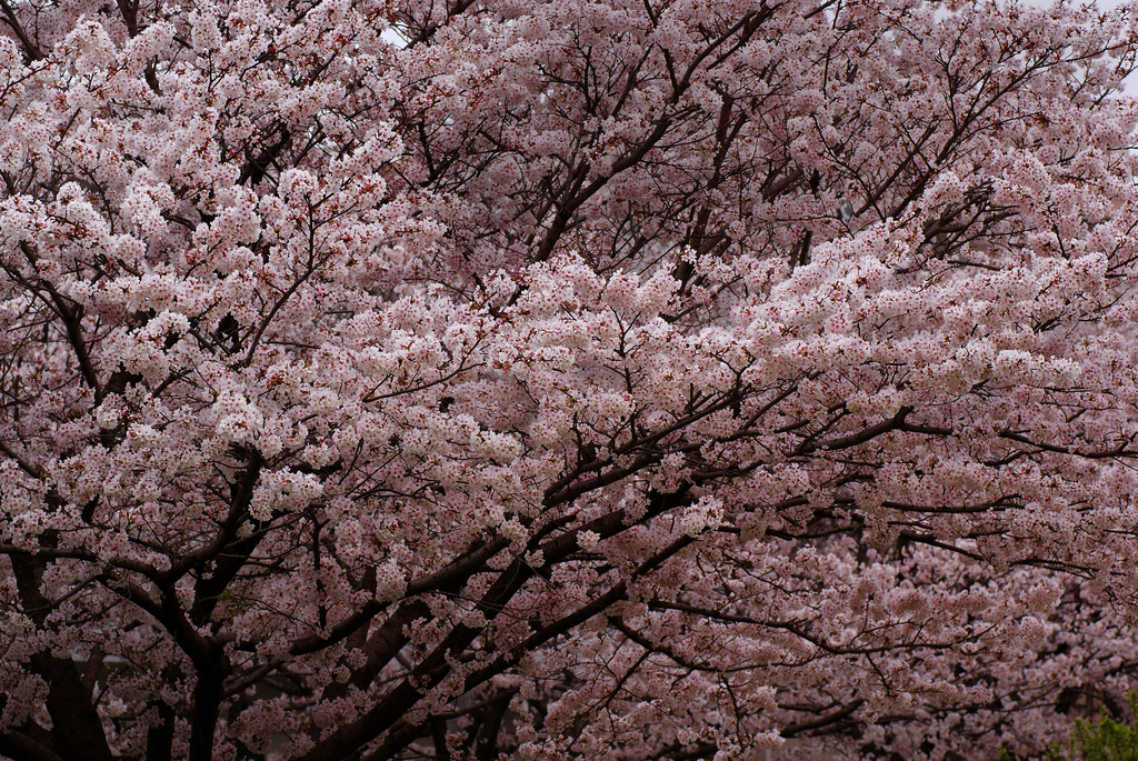 桜 満開