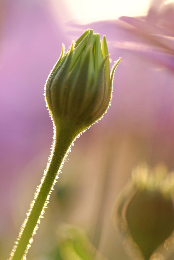 夕時の蕾