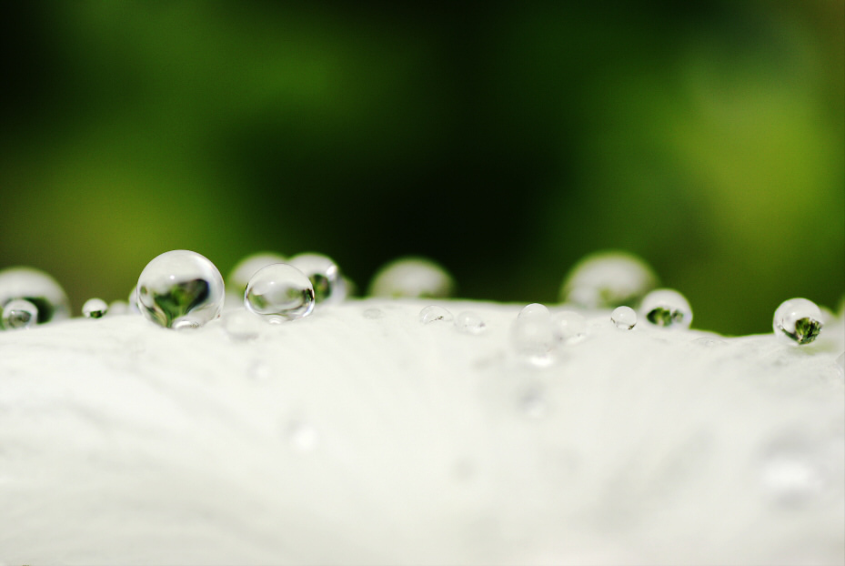 花びらの上の水玉 2