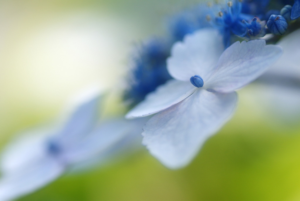 紫陽花 5