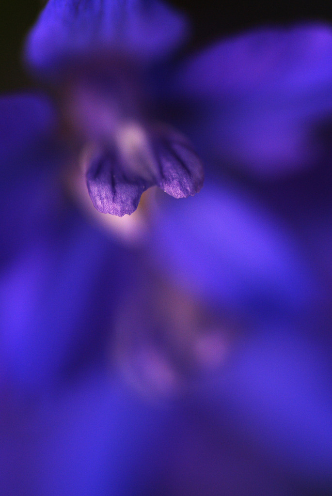 Blue Flowers