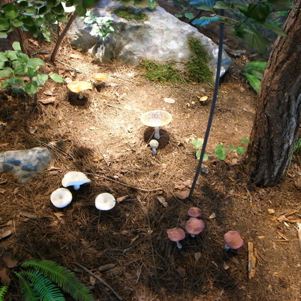 Doubtful mushroom