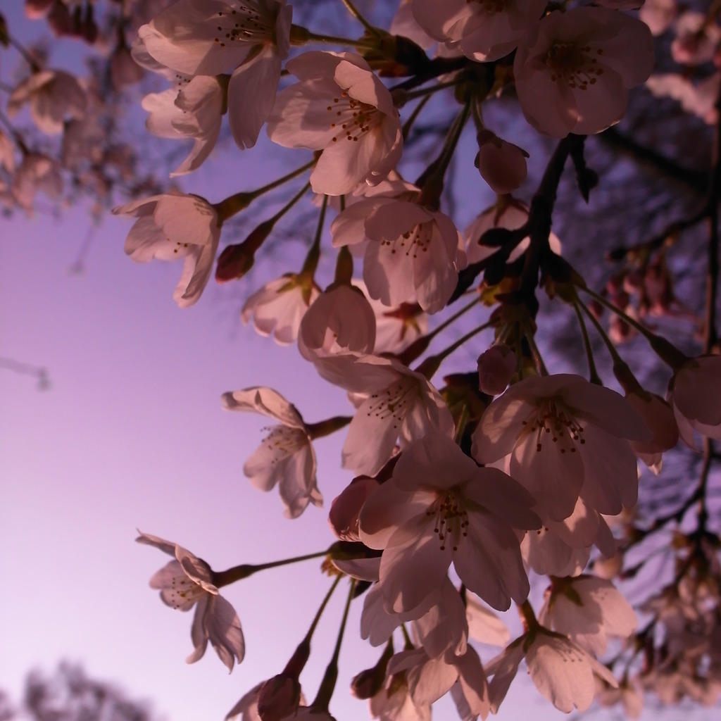 黄昏桜