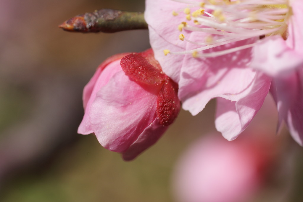 DSC00680