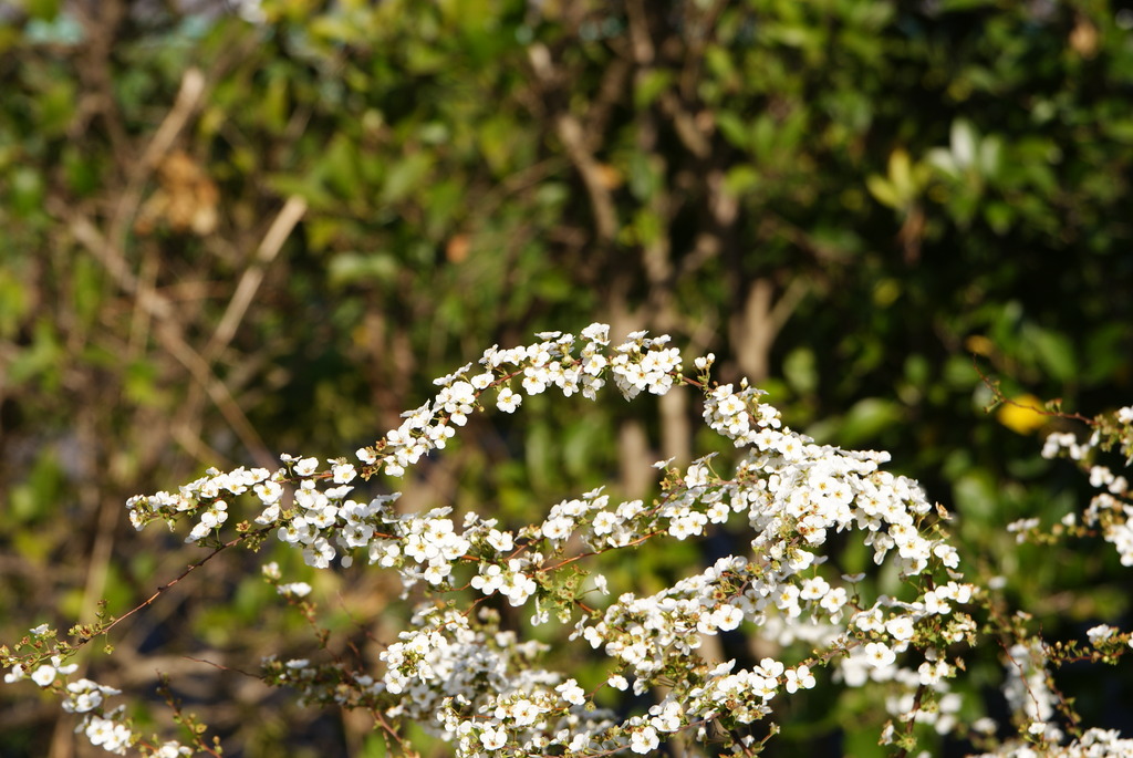DSC02965