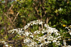 DSC02965
