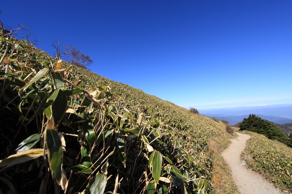 熊笹と山道