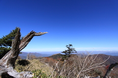 刀掛の松