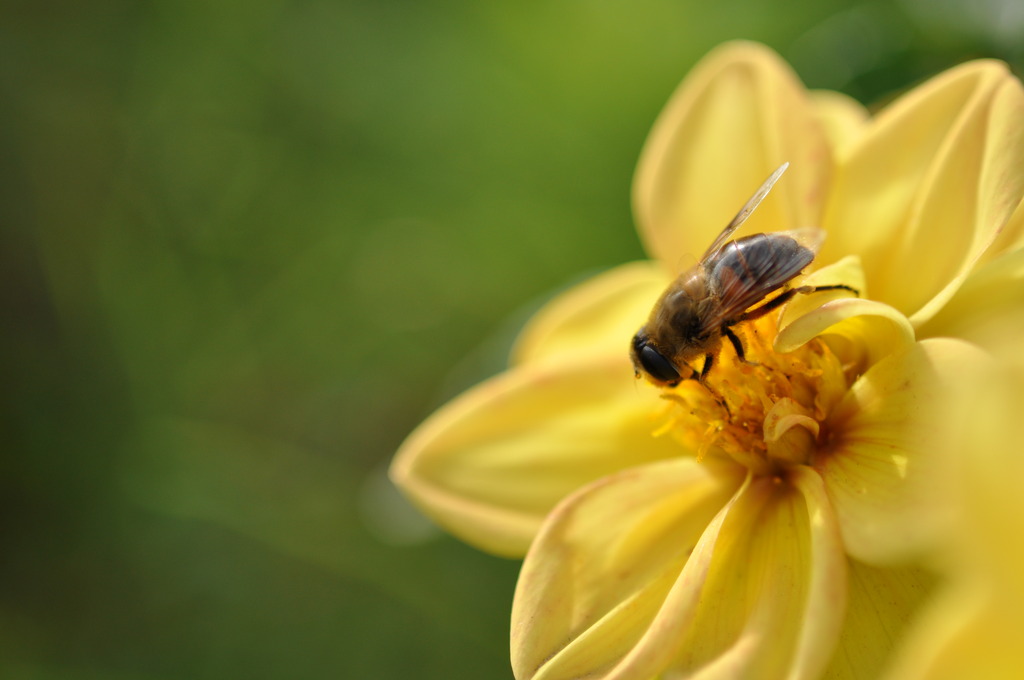 mellow　mellow　yellow