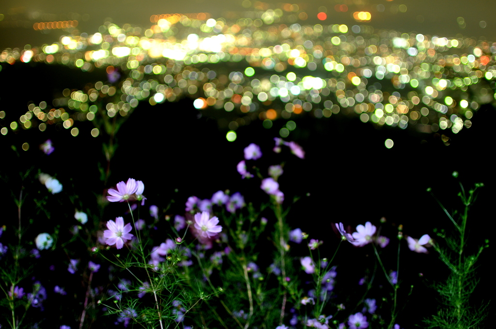 Night & Flower