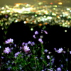 Night & Flower