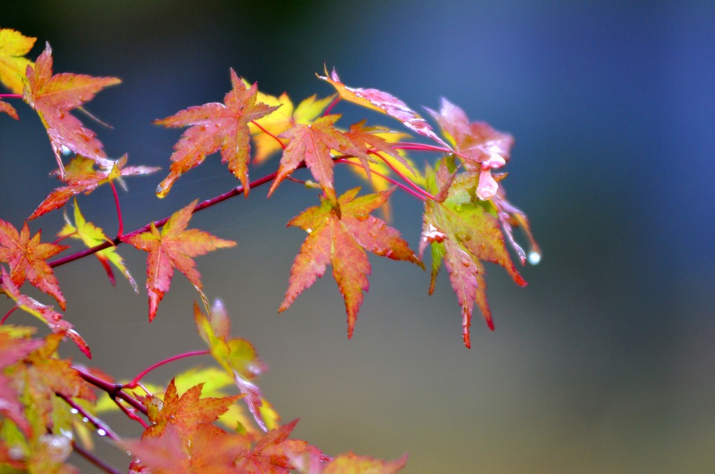 秋雨と紅葉