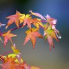 秋雨と紅葉
