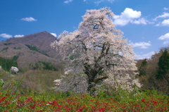 彩 - 秋山の駒桜 