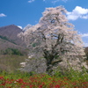 彩 - 秋山の駒桜 