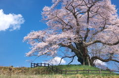 苗代桜 - 発知のヒガンザクラ