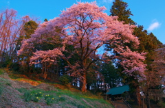歓喜の朝 - 八幡神社の後継ぎ桜