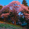 歓喜の朝 - 八幡神社の後継ぎ桜