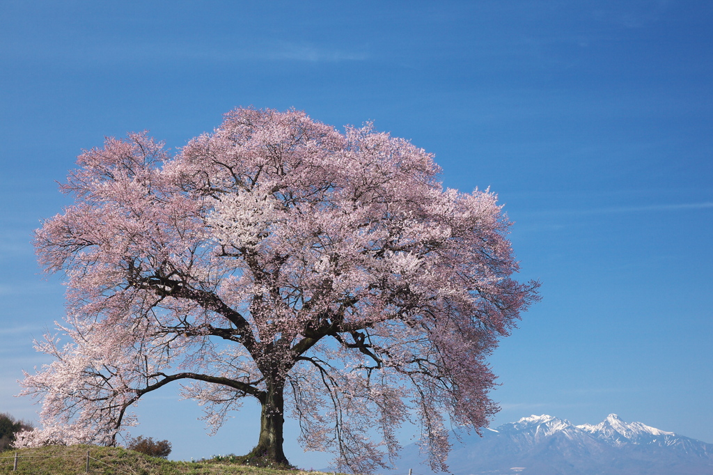 春を告げる - わに塚の桜