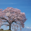 春を告げる - わに塚の桜