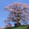 一本桜 - 七草木天神桜