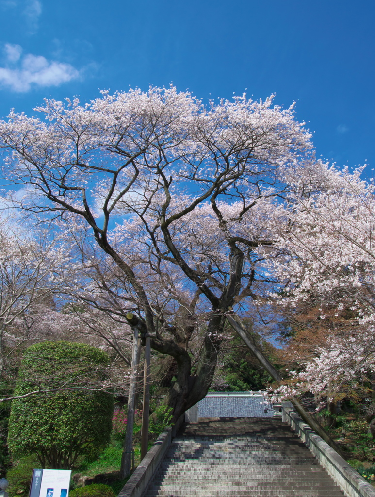 一本桜 - 慈光寺の桜
