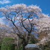 一本桜 - 慈光寺の桜