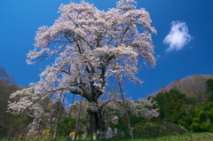 風雪を超えて - 秋山の駒桜