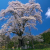 風雪を超えて - 秋山の駒桜