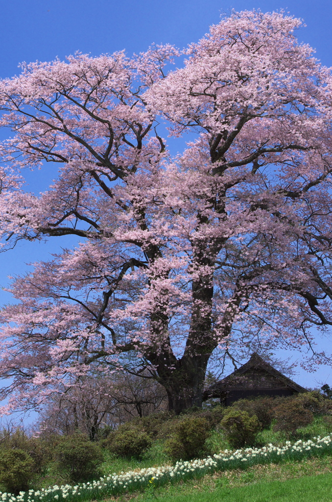 天神桜の春 - 七草木天神桜