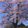 天神桜の春 - 七草木天神桜