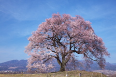 一本桜 - わに塚の桜
