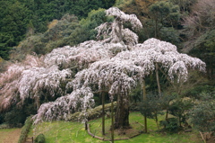 一本桜 - 長興山紹太寺の枝垂れ桜