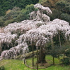 一本桜 - 長興山紹太寺の枝垂れ桜