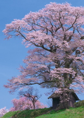 青空に聳ゆ - 七草木天神桜