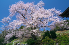 一本桜 - 龍泉寺翔龍桜