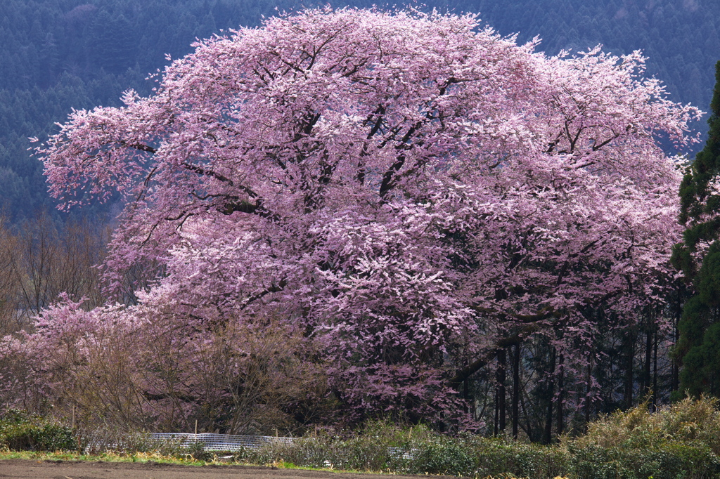 一本桜 - 細野の彼岸桜