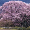 一本桜 - 細野の彼岸桜