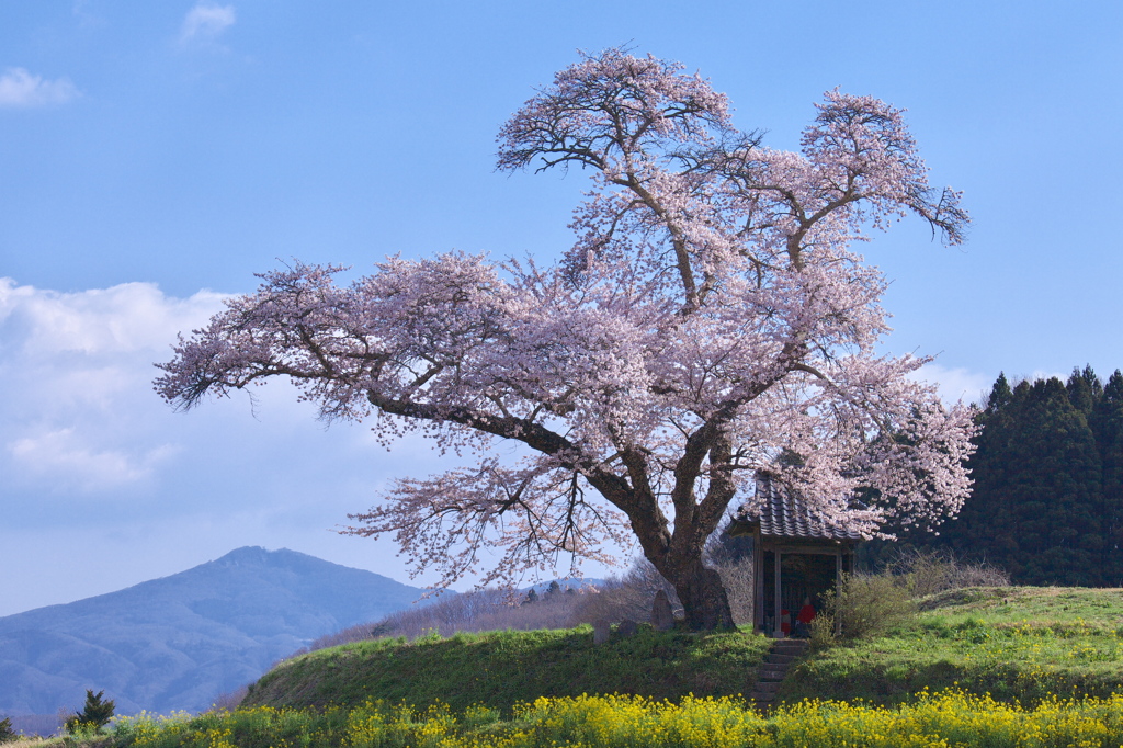 春うらら - 小沢の桜