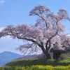 春うらら - 小沢の桜