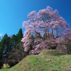 晴舞台- 秋山の駒桜