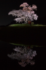 水面に浮かぶ春 - 小沢の桜