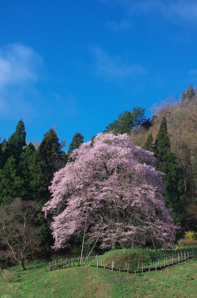 一本桜 - 秋山の駒桜