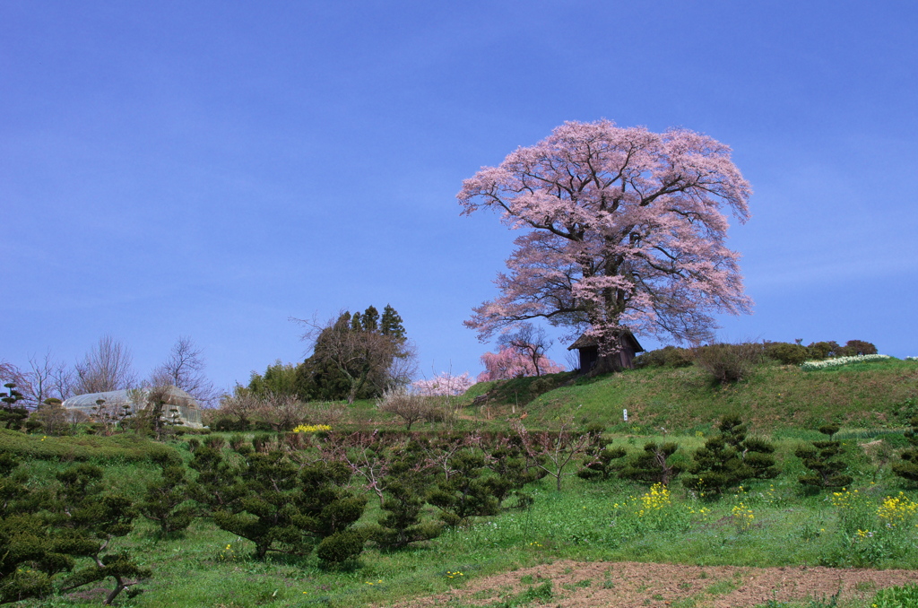 春のどか - 七草木天神桜