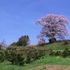 春のどか - 七草木天神桜